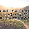 岐阜県モネの池の見頃2024はいつからいつまで？おすすめの時間帯は？